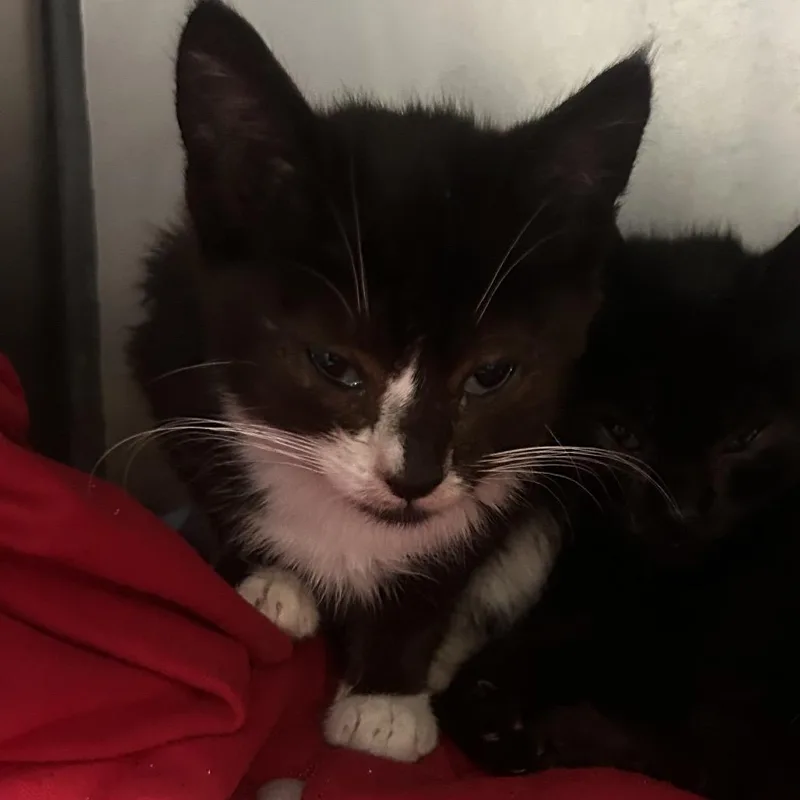 A baby small-sized male Black Domestic Short Hair cat named Kestrel for adoption in Point Richmond, CA