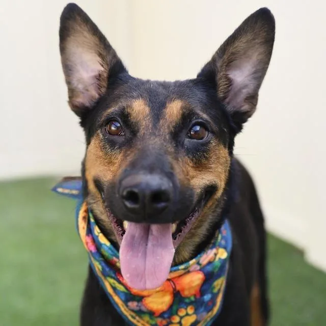 A young small-sized female Black Shepherd dog named Chasity for adoption in Hagerstown, MD