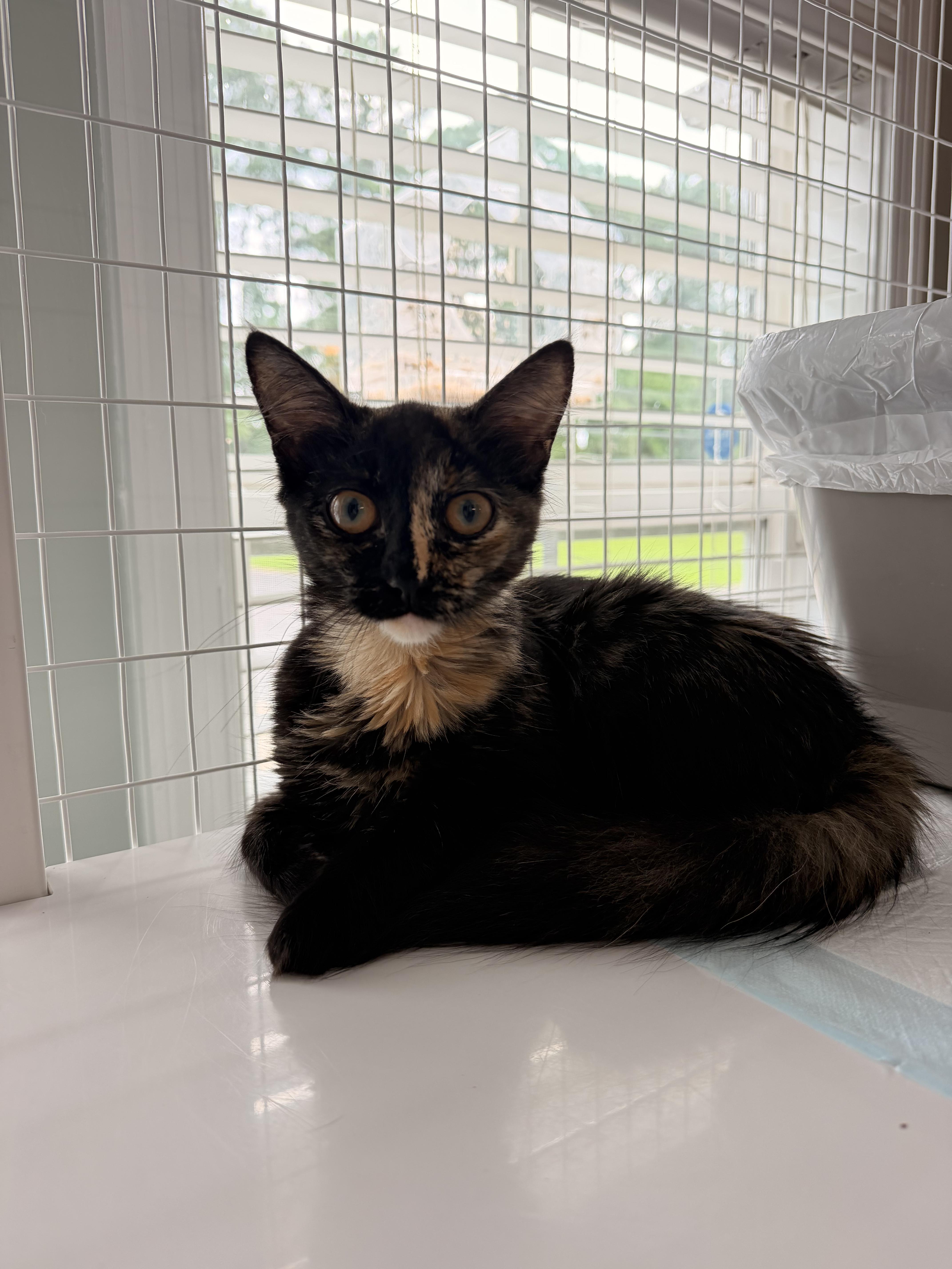 A baby medium-sized female Tortoiseshell cat named Tiramisu for adoption in Suffolk, VA