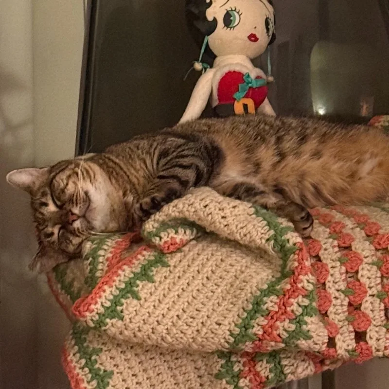 An adult medium-sized female Brown / Chocolate Domestic Short Hair cat named Walnut for adoption in Los Angeles, CA