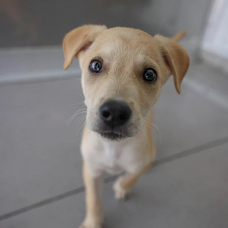 A baby medium-sized male Yellow / Tan / Blond / Fawn Mixed Breed dog named Baguette for adoption in Bradenton, FL