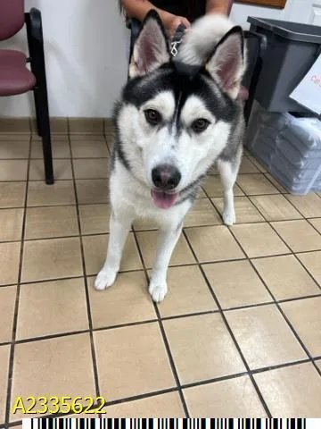 A young large-sized male Mixed Breed dog named Yeti for adoption in West Palm Beach, FL