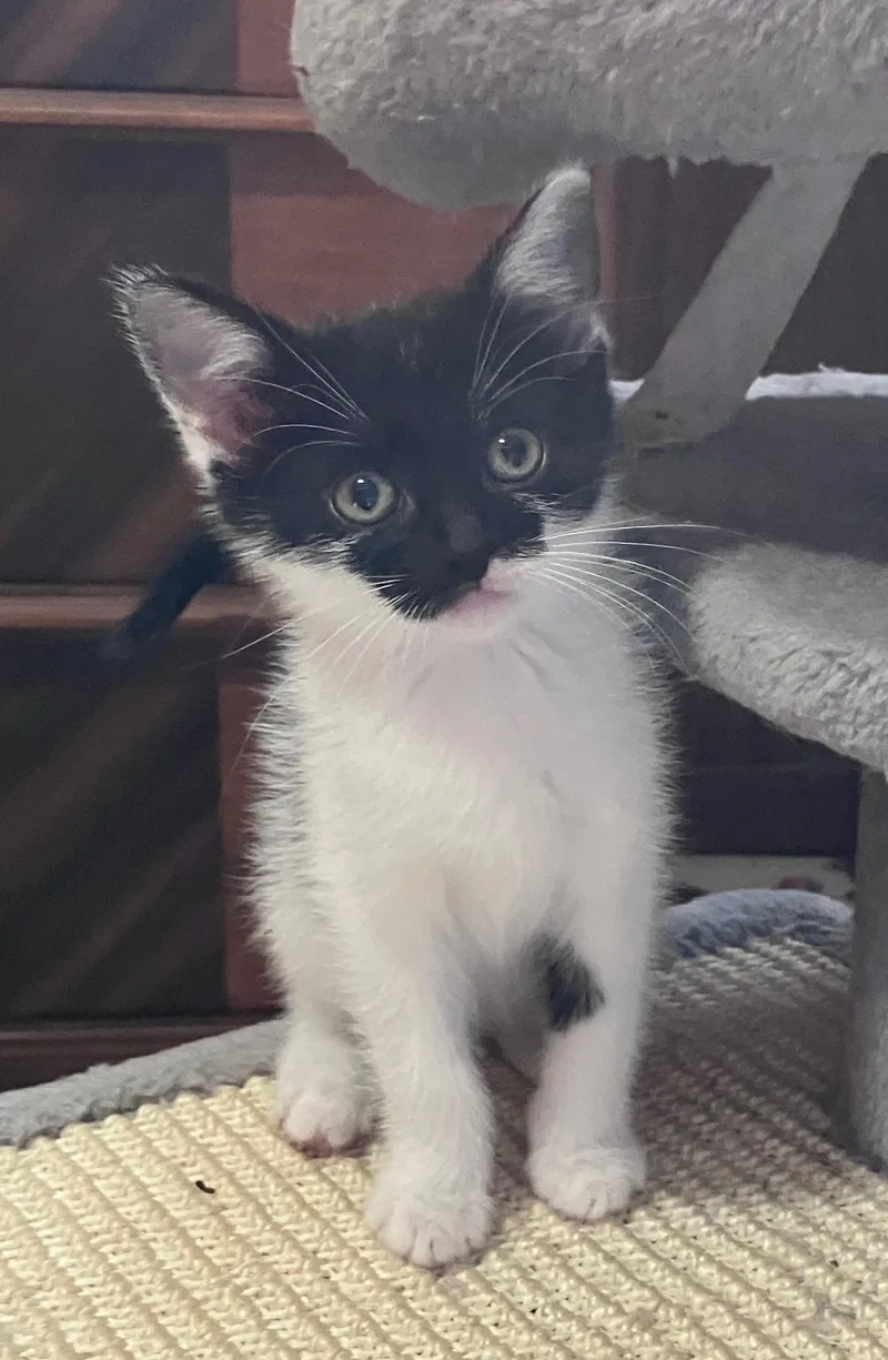 A baby small-sized female Black & White / Tuxedo Domestic Short Hair cat named Polka Dot for adoption in Highland, IN