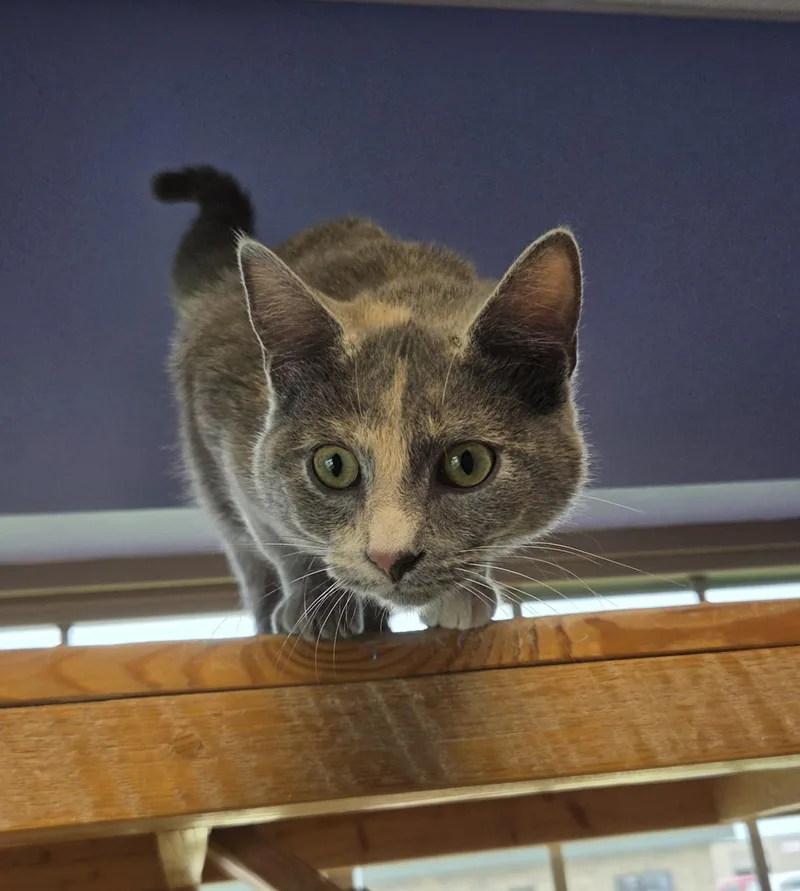 An adult small-sized female Dilute Tortoiseshell Domestic Short Hair cat named Michelleyellie for adoption in Brookings, SD
