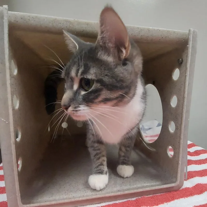An adult medium-sized female Gray / Blue / Silver Domestic Short Hair cat named Skye for adoption in Reno, NV