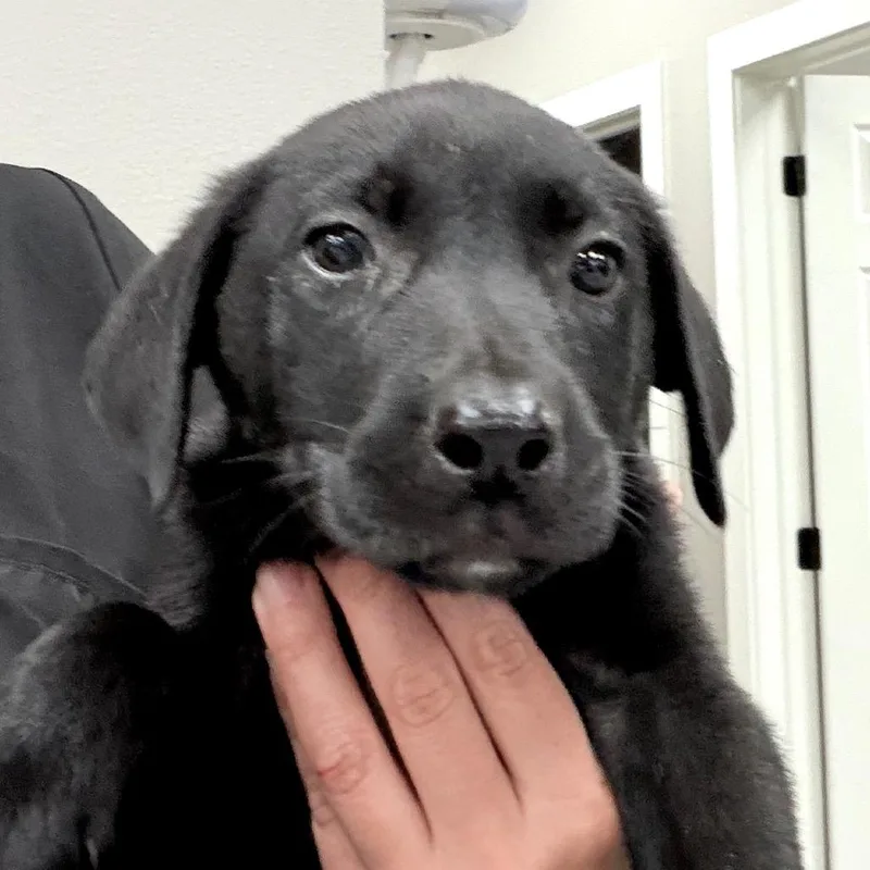A baby medium-sized male Black Mixed Breed dog named Rocco for adoption in Midland, TX
