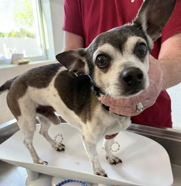 An adult small-sized male Chihuahua dog named Peppy for adoption in Haw River, NC