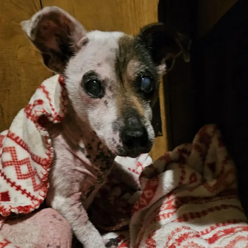 A senior small-sized female White / Cream Mixed Breed dog named Cassie for adoption in Rocky Mount, VA