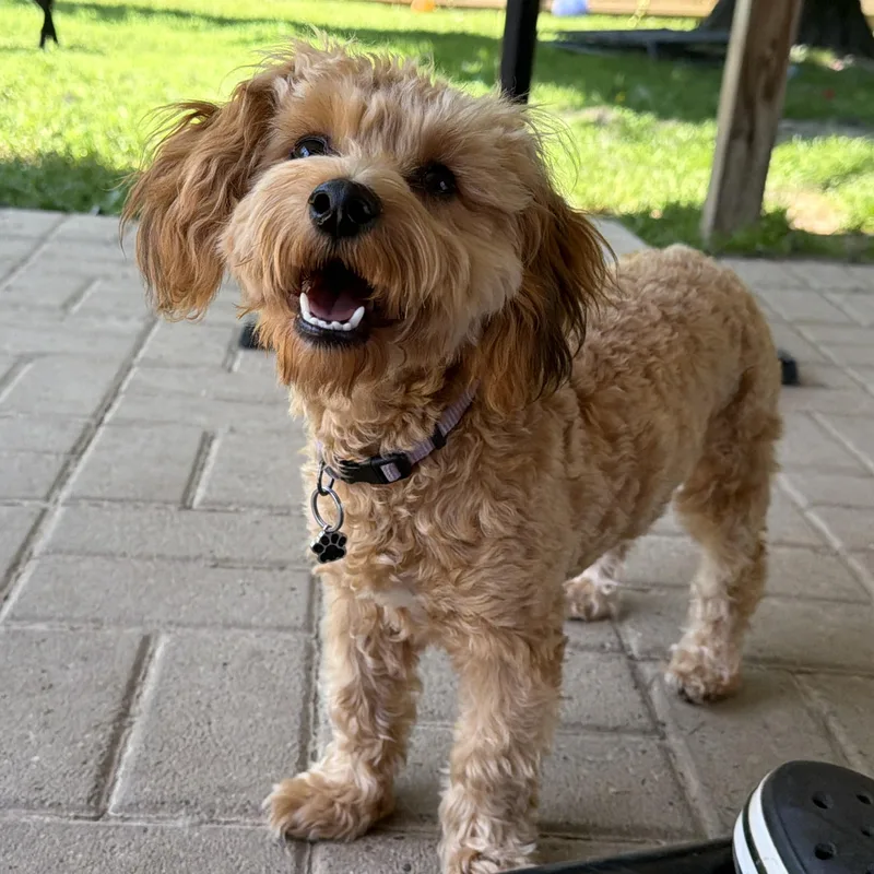 Penny