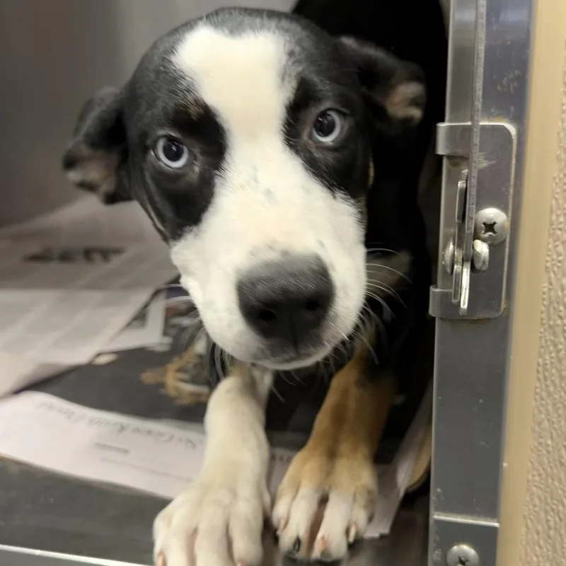 A baby small-sized female Black Mixed Breed dog named NCR Jade for adoption in Port Washington, NY