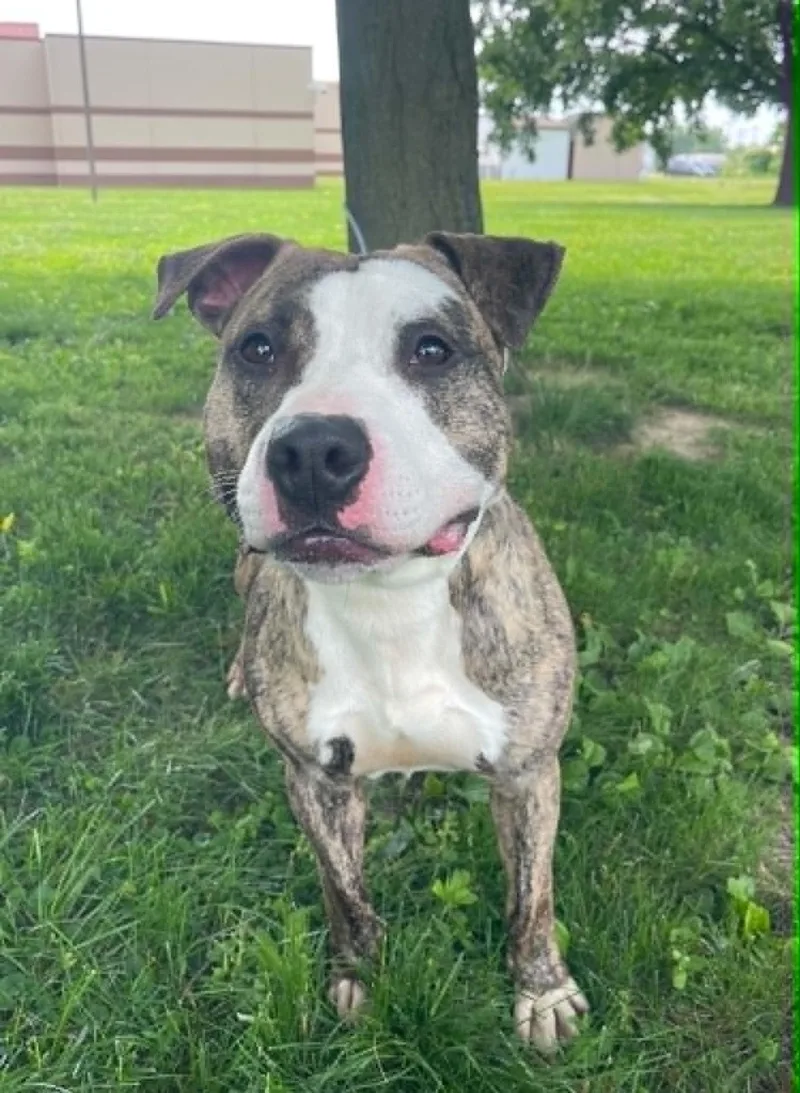 A young medium-sized male Brindle Pit Bull Terrier dog named Odin for adoption in Springfield, IL