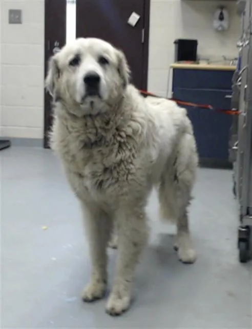 A senior large-sized female Great Pyrenees dog named Athena for adoption in Fayetteville, NC
