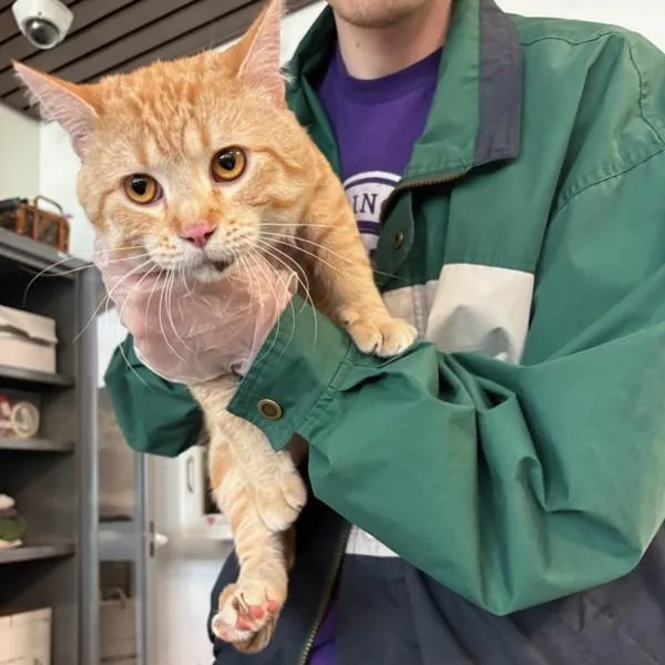 An adult medium-sized male Domestic Short Hair cat named Valen for adoption in Des Moines, IA