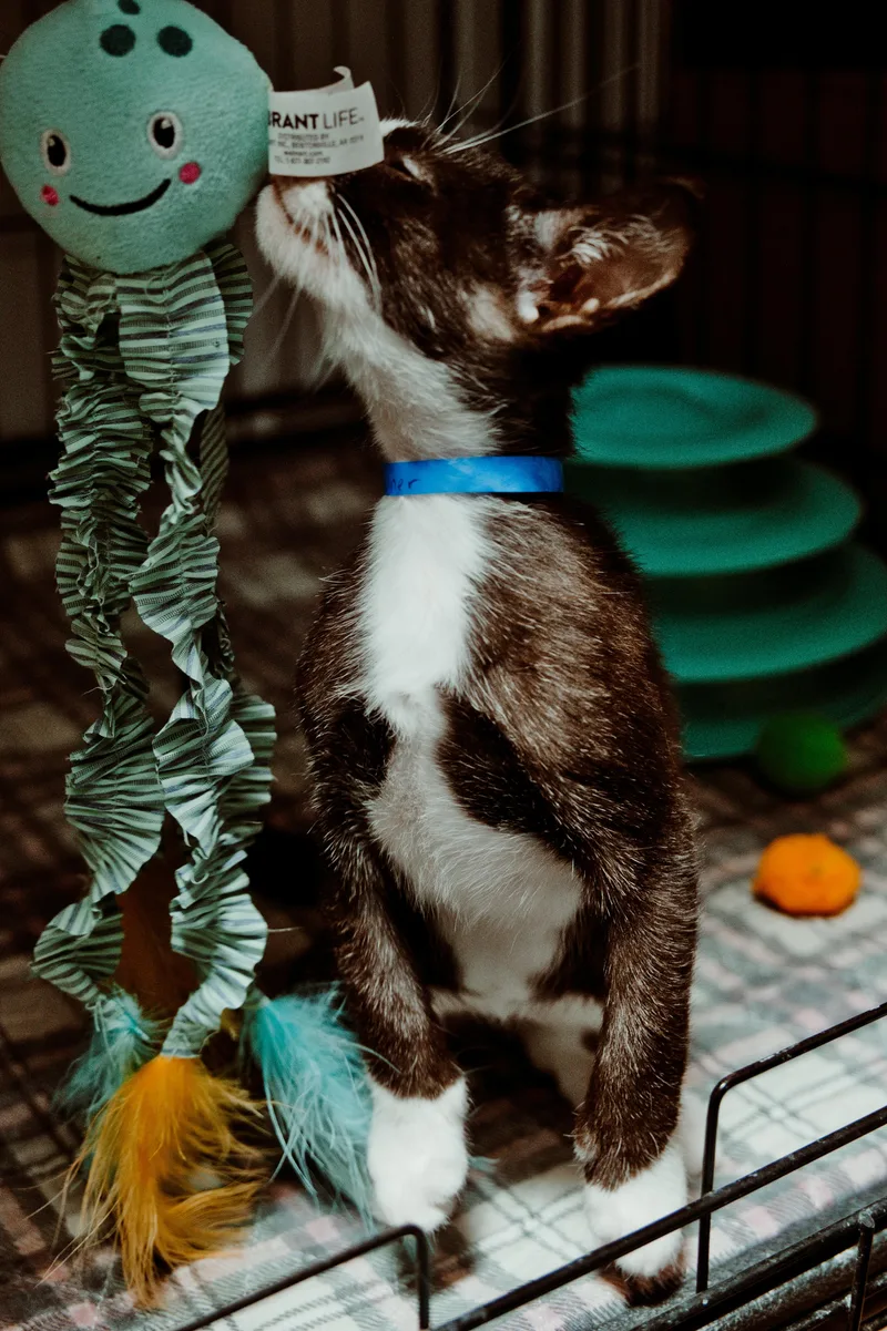 A baby medium-sized male Domestic Short Hair cat named Tanner for adoption in Le Mars, IA