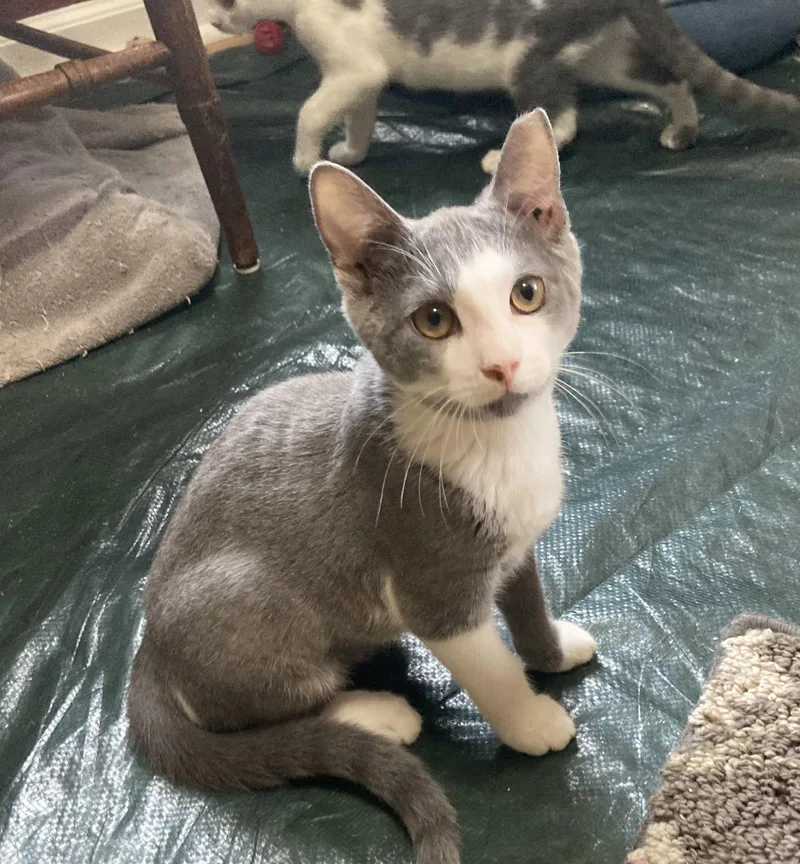 A baby medium-sized female Gray & White Domestic Short Hair cat named Iris  Willow Grove for adoption in Greenville, DE