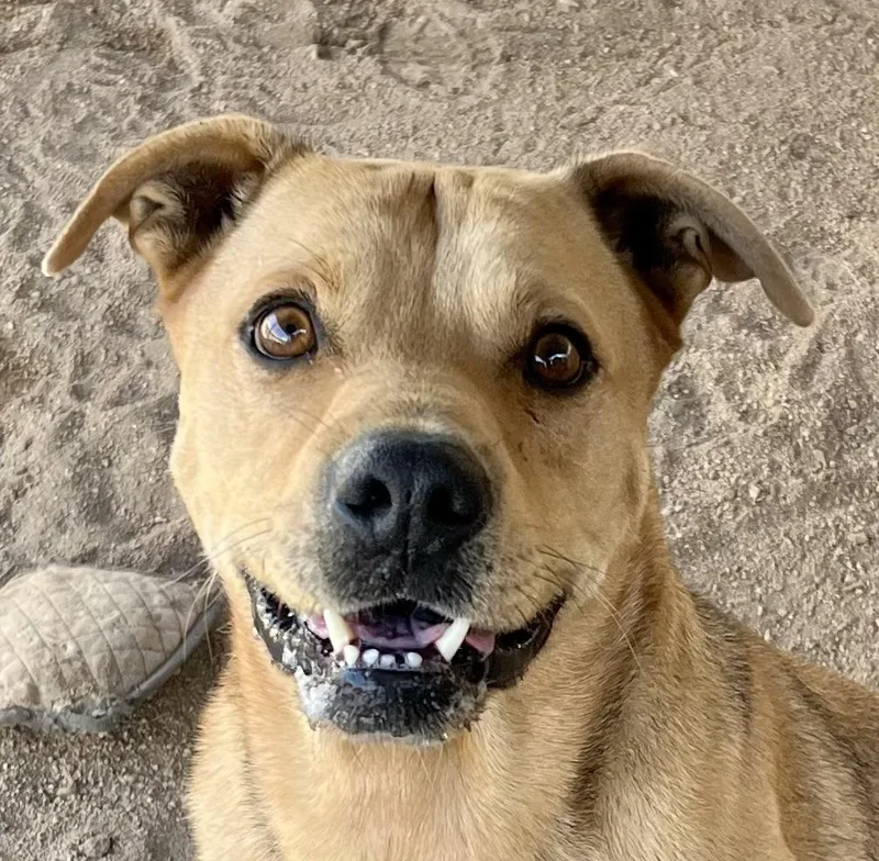 Teddy Bear thumbnail 2