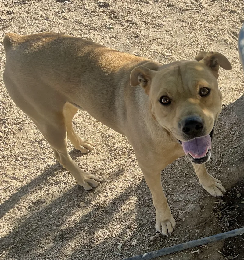 Teddy Bear thumbnail 5