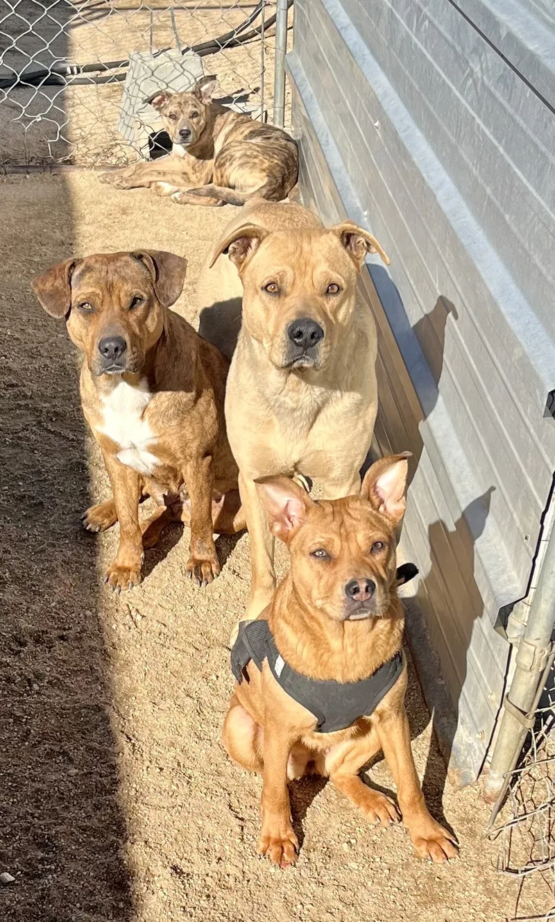 Teddy Bear thumbnail 6