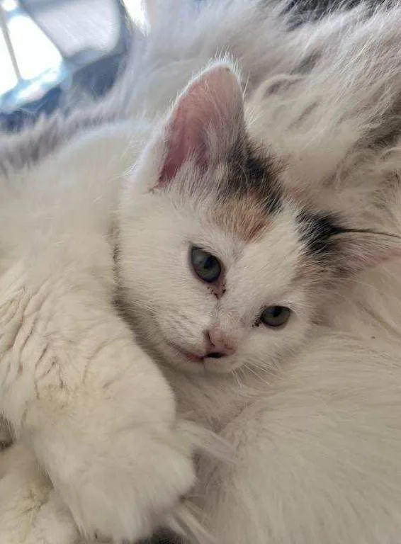 A baby small-sized female Calico American Shorthair cat named Marigold for adoption in Pinedale, WY