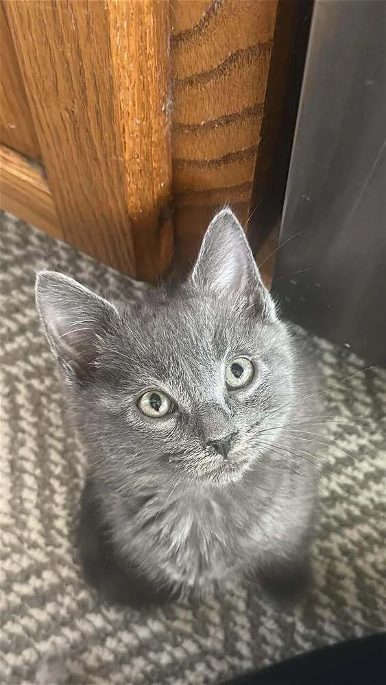 A baby small-sized male Domestic Medium Hair cat named Catman for adoption in Union Grove, WI