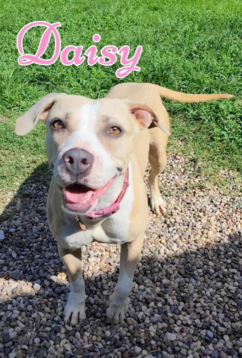 Miss Daisy Blossom thumbnail 5