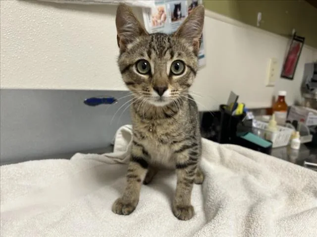 A baby small-sized male Domestic Short Hair cat named Mick for adoption in Chapel Hill, NC