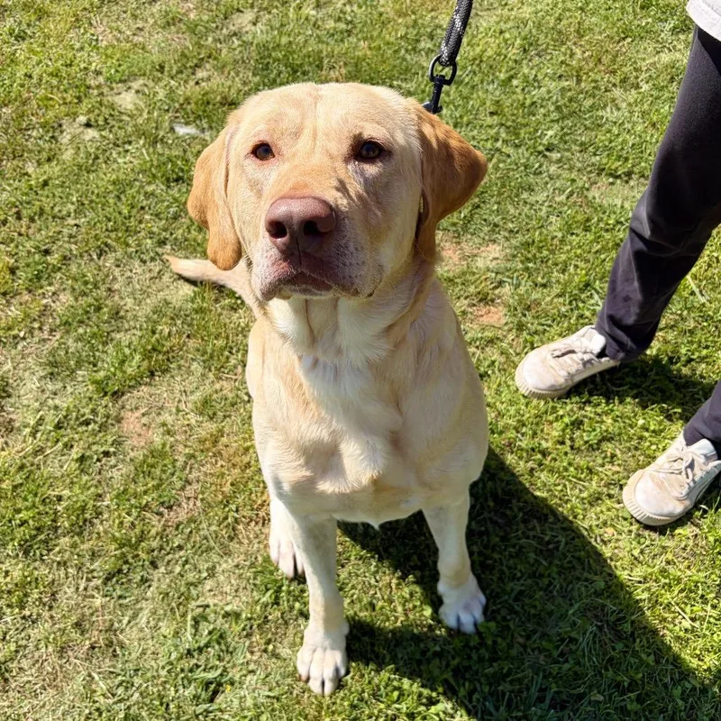 An adult large-sized male Yellow Labrador Retriever dog named Bucee for adoption in Cumming, GA