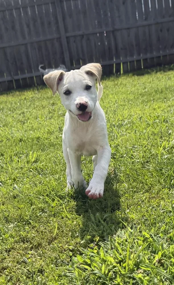 A baby medium-sized male White / Cream Labrador Retriever dog named Delaware : Kenton for adoption in Aurora, IN