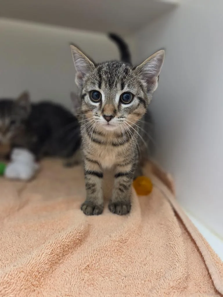 A baby small-sized female Domestic Short Hair cat named Jessica for adoption in Oxford, NC