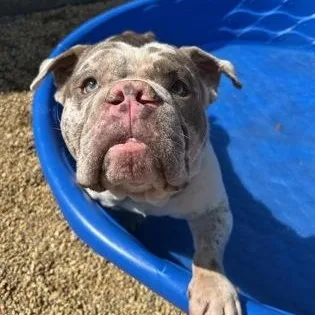 An adult medium-sized male American Bully dog named Mr Goober Wiggleman for adoption in Worcester, MA