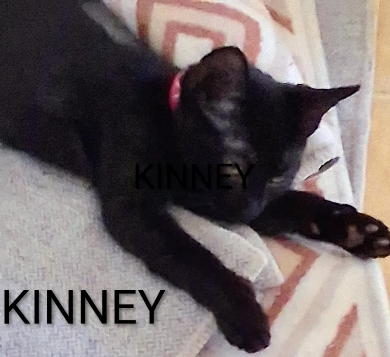 A baby medium-sized female Black Domestic Short Hair cat named Kinney for adoption in Hawthorne, CA