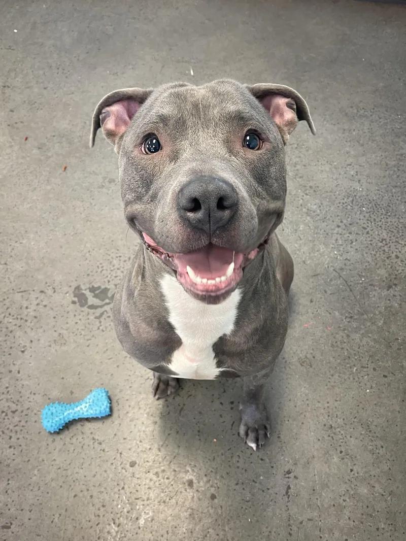 A young large-sized male Mixed Breed dog named Capone for adoption in Mishawaka, IN