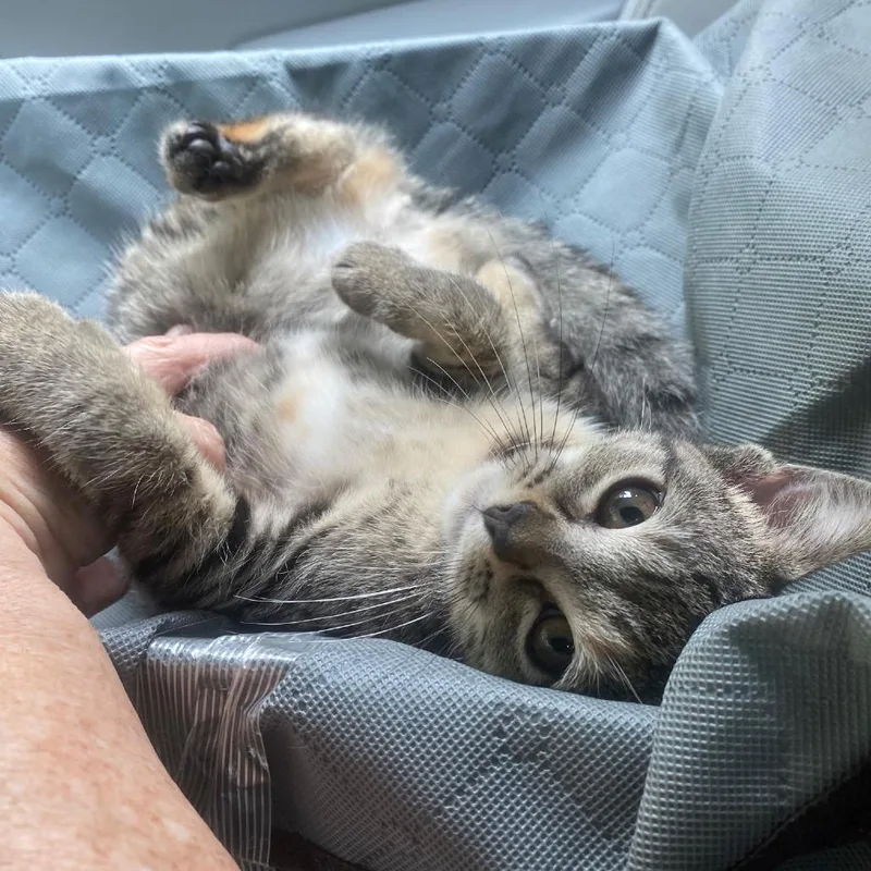 Mojo