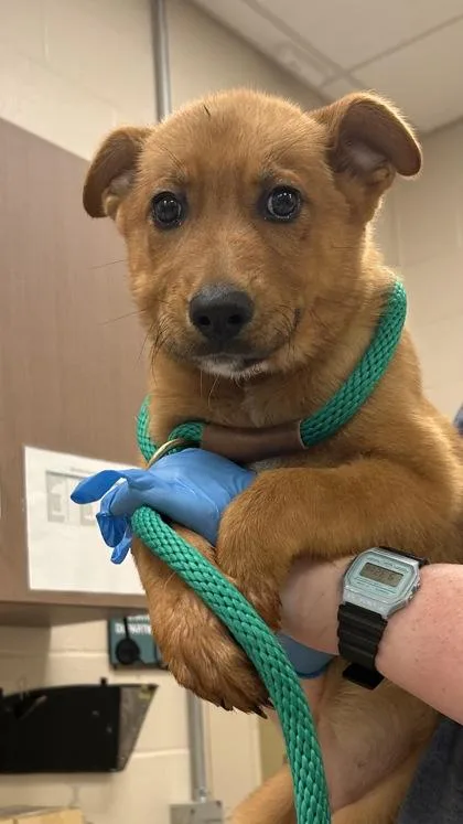 A baby small-sized female German Shepherd Dog dog named Ivy for adoption in Fishers, IN