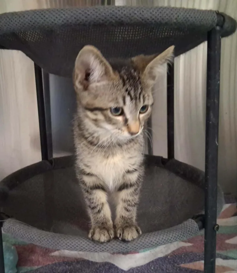 A baby medium-sized female Domestic Short Hair cat named Celeste for adoption in Lansing, MI