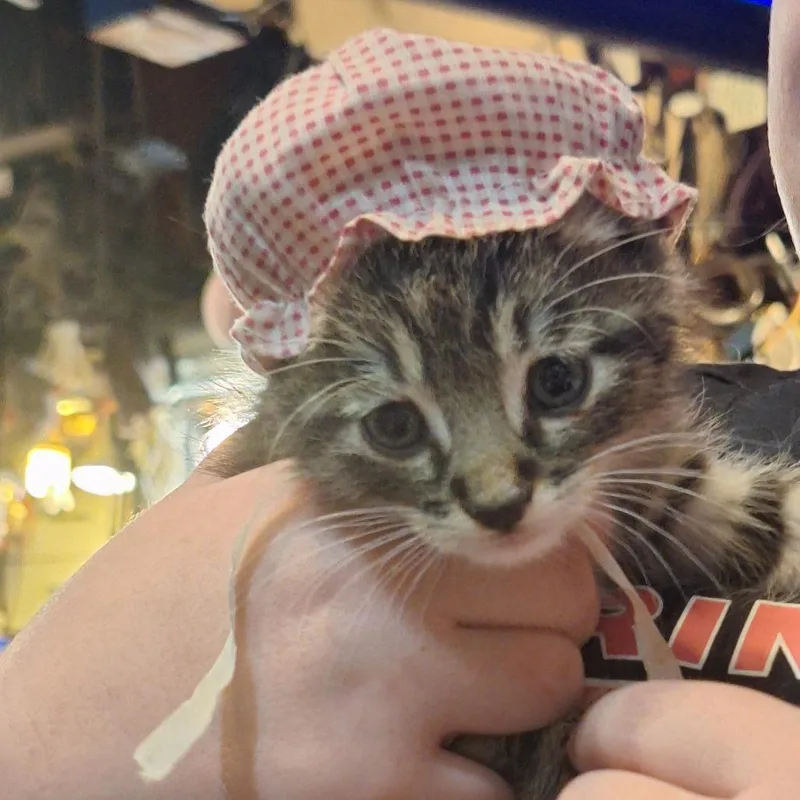 A baby small-sized male Brown / Chocolate Domestic Short Hair cat named Jack for adoption in Grantsville, UT