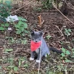 A baby small-sized female Gray / Blue / Silver Domestic Short Hair cat named Willow for adoption in Rochester, MN