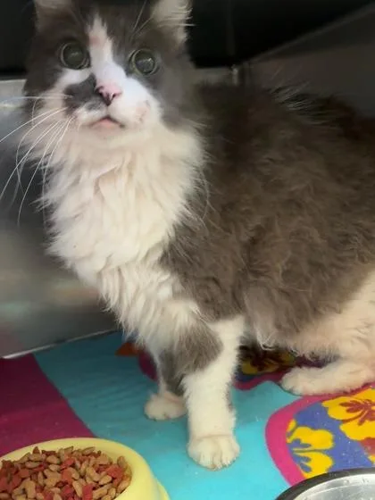 Fluffy