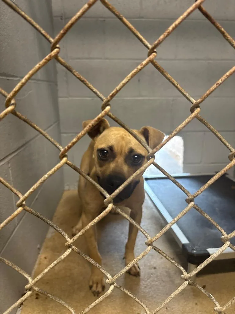 A young medium-sized female Mixed Breed dog named Latte for adoption in Effingham, SC