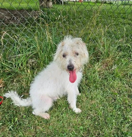 A young small-sized male White / Cream Miniature Poodle dog named Hemingway for adoption in Brunswick, OH
