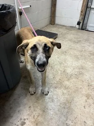 A baby medium-sized female German Shepherd Dog dog named Pebbles for adoption in Gainesville, FL