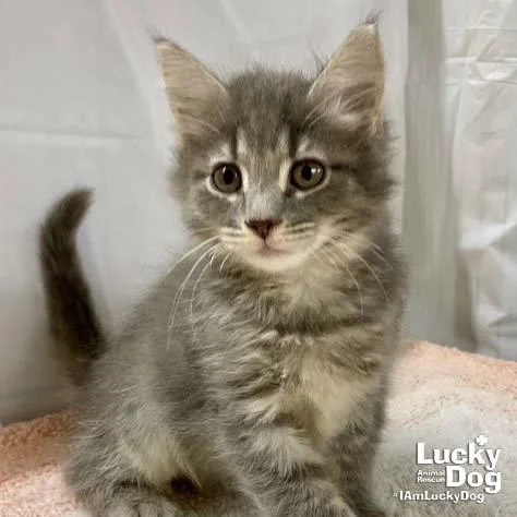 A baby medium-sized male Gray / Blue / Silver Domestic Short Hair cat named Aslan for adoption in Washington, DC