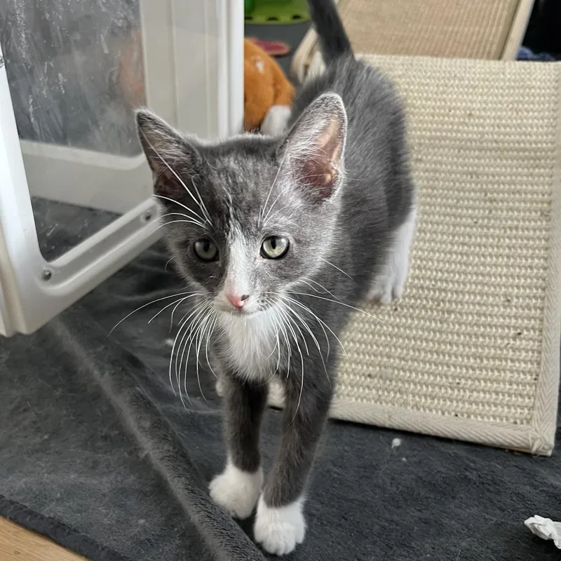 A baby small-sized male Gray / Blue / Silver Domestic Short Hair cat named Lupin for adoption in Lakewood, CO