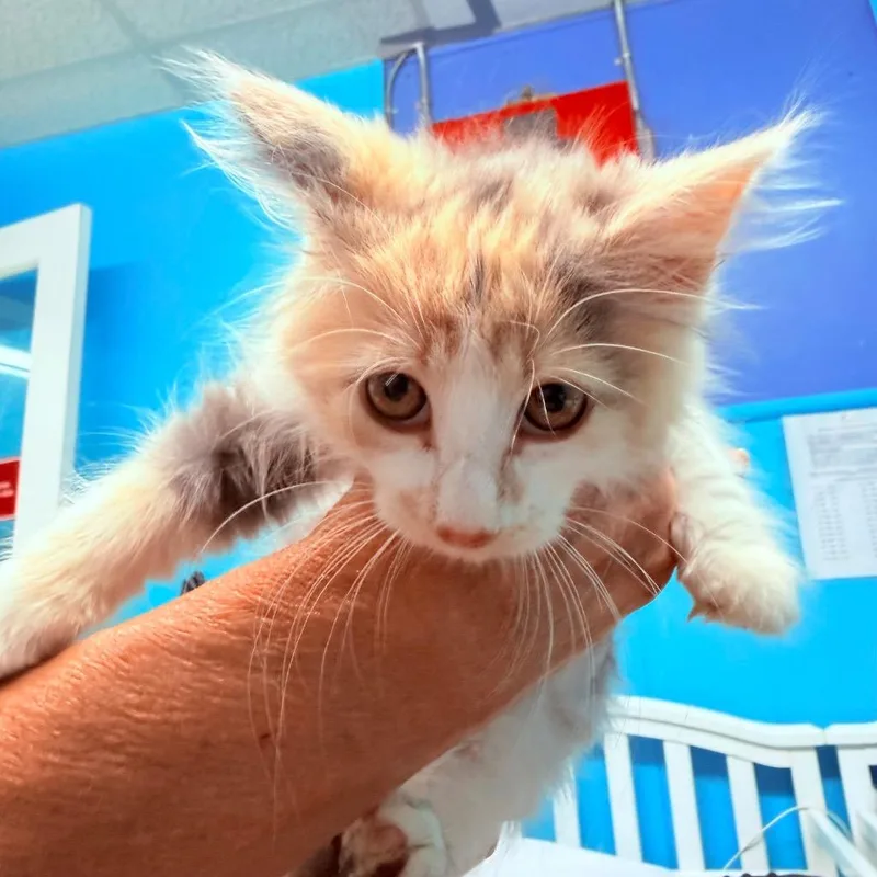 A baby small-sized female Domestic Long Hair cat named Tawny for adoption in Utica, MI