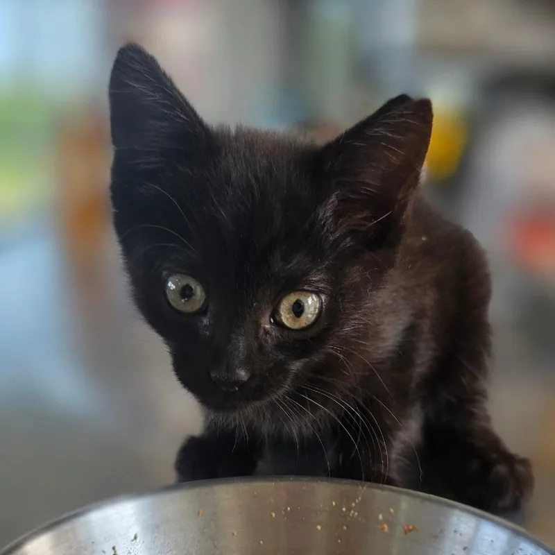 A baby small-sized female Black Domestic Short Hair cat named Goose for adoption in Chapel Hill, NC