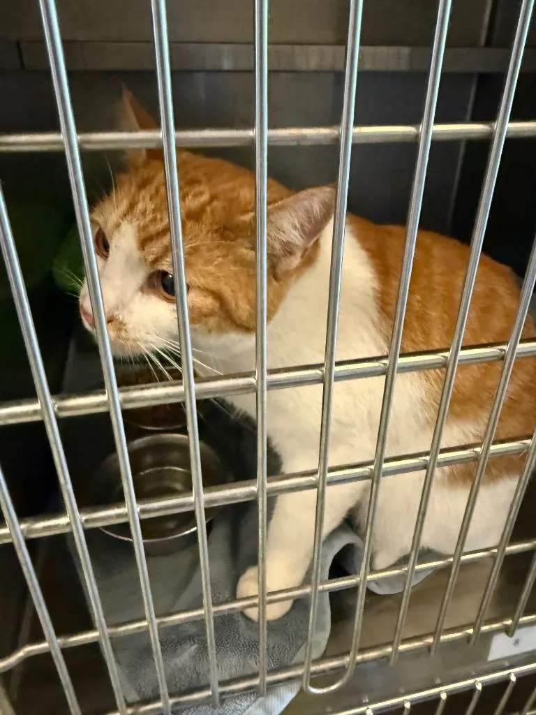 A young large-sized male Domestic Short Hair cat named Bone Head for adoption in Gallatin, TN