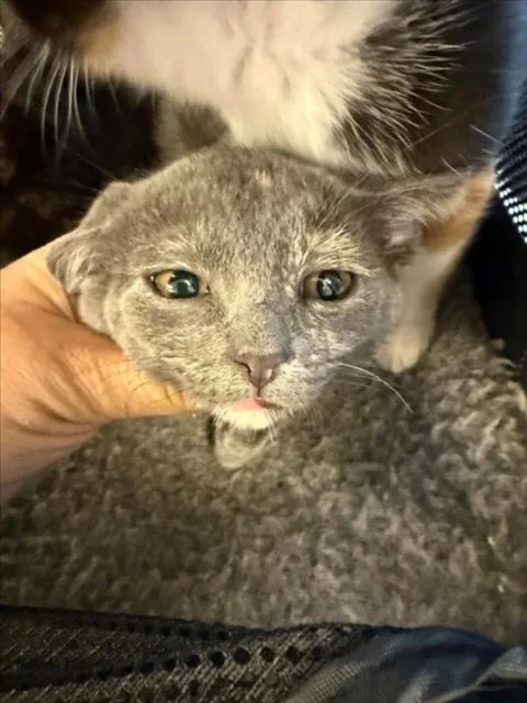 A baby small-sized female Domestic Short Hair cat named Ourao for adoption in Woodland, CA