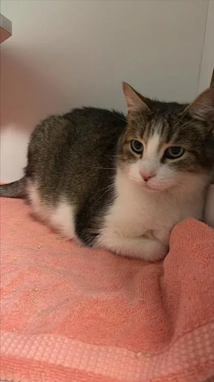 An adult small-sized male Domestic Short Hair cat named Godzilla for adoption in West Chester, PA
