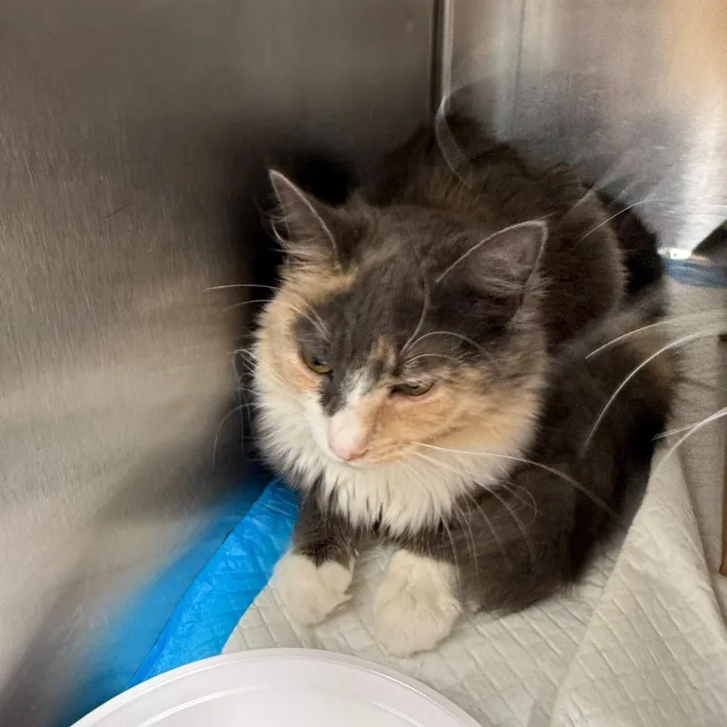 A baby medium-sized female Calico Domestic Medium Hair cat named Peaches for adoption in Newark, NJ