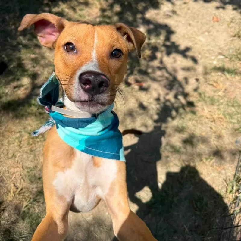 A young medium-sized male Yellow / Tan / Blond / Fawn American Staffordshire Terrier dog named Flipper for adoption in Pittsburgh, PA